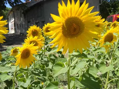 a field of sunflowers in front of a building at Les platanes in Aignes