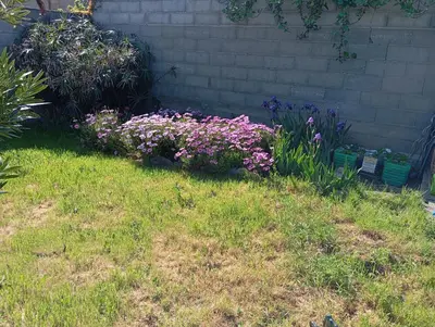 a garden with purple flowers in the grass at Chez Lia in Rieux-Minervois