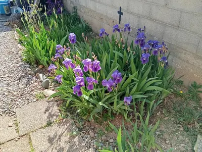 a bunch of purple flowers in a garden at Chez Lia in Rieux-Minervois