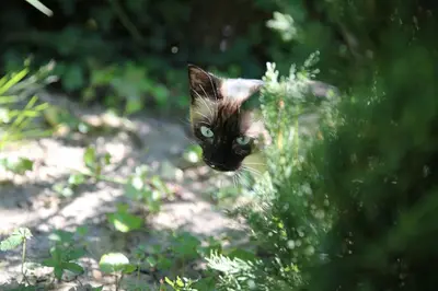 a cat with green eyes is standing in the grass at Character House Between Toulouse And Carcassonne in Soupex