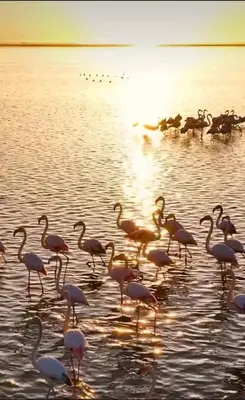 a flock of birds standing in the water at Le Nova blue les pieds dans l'eau in Port-la-Nouvelle