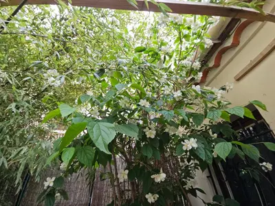 a plant with white flowers hanging from a fence at La Tiny House YourHostHelper in Narbonne