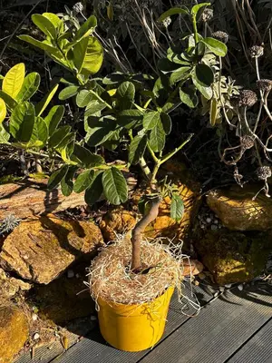 a small plant in a yellow pot next to some rocks at Moulin du Sud in Lafage