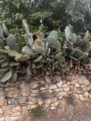 a bunch of cacti on top of a stone wall at Moulin du Sud in Lafage