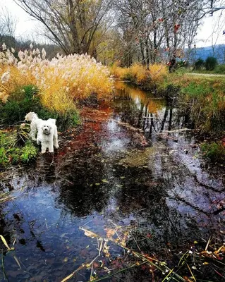 a small white dog standing in the middle of a stream at Le Beau Coin in Serviès-en-Val
