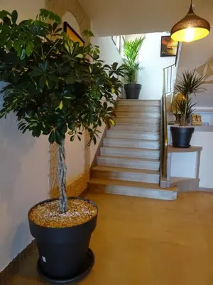 a potted tree in a hallway with stairs at Le Mazagan in Port-la-Nouvelle