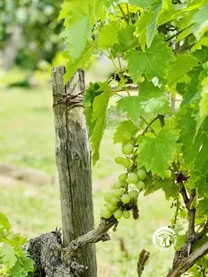 a bunch of green grapes hanging from a wooden pole at Au bien-etre in Villemoustaussou
