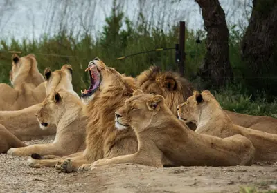 a group of lions laying on the ground at Maison tout confort belle terrasse sud in Sigean