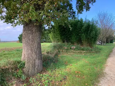 a tree in the grass next to a path at Roulotte et Nature in Mirepoix