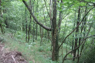 a wooded area with many trees and grass at Maison Au Milieu De La Foret in Labastide-Rouairoux