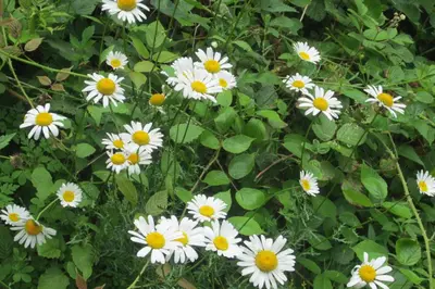 a group of white flowers with green leaves at Maison Au Milieu De La Foret in Labastide-Rouairoux