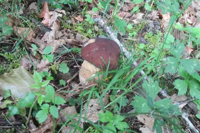 a brown mushroom on the ground in the grass at Maison Au Milieu De La Foret in Labastide-Rouairoux