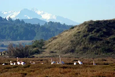 a group of birds in a field with a mountain at gite de l'ille, avec terrasse et parking privé in Peyriac-de-Mer