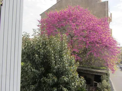 a bush with pink flowers on the side of a building at Aude Cité-City in Carcassonne