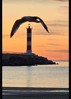 a seagull flying in front of a lighthouse at Charmant T2 à 5min des plages in Port-la-Nouvelle