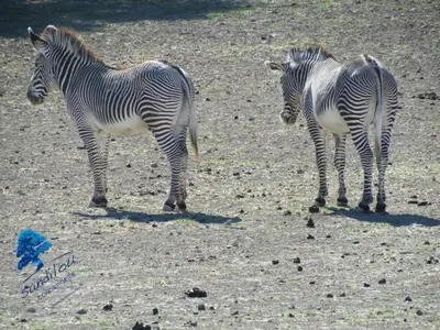 two zebras standing next to each other on a field at Bleu Riviera Lumière, Calme et Air Marin in Port-la-Nouvelle