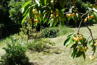 a bunch of fruit hanging from a tree at Villa hameau paisible Ardouane, à côté voie verte in Riols