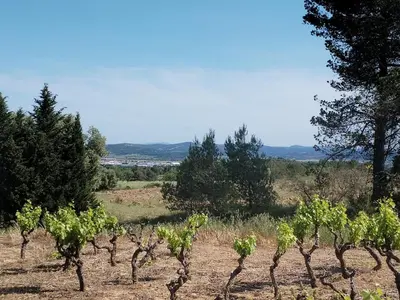 a row of grapes in a field with trees at Lumineuse villa au pied de la pinède in Lézignan-Corbières