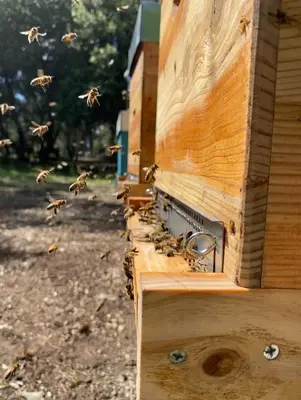 a swarm of bees flying out of a wooden house at Échappée Vigneronne in Pennautier