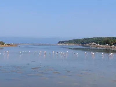 a flock of flamingos standing in the water at La franqui , nouveau , Duplex pour 2 ou 3 ,piscine, mer ,soleil , station familiale in La Franqui-Plage
