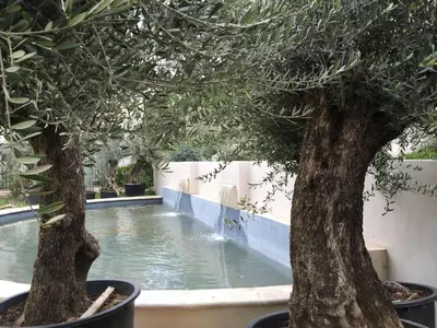 two trees in pots next to a swimming pool at La Redorte Appartement au château 8 in La Redorte