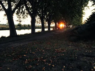 a tree lined path with the sunset in the background at La maison du canal in Ventenac en Minervois