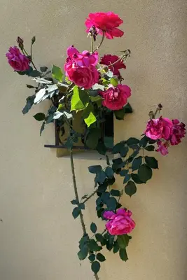 a bunch of pink flowers in a box on a wall at Domaine Saint Antoine in Rieux-Minervois