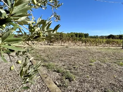 a field of olive trees in a vineyard at Domaine Saint Antoine in Rieux-Minervois