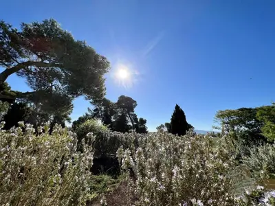 a field of plants with the sun in the sky at Domaine Saint Antoine in Rieux-Minervois