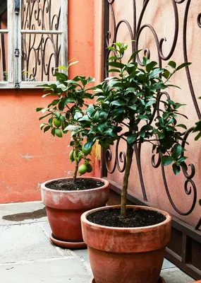 two potted plants sitting in front of a building at Charming Riverside House In Medieval Village in Villeneuve-Minervois
