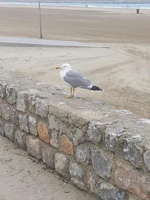 a bird standing on a brick wall near the beach at Appartement T2 lumineux à 200m de la plage, tout équipé in Port-la-Nouvelle