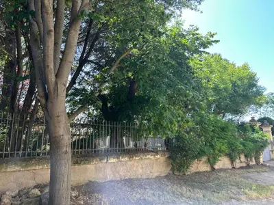 a bush on the side of a building next to a window at Château Périès in Nissan-lez-Enserune