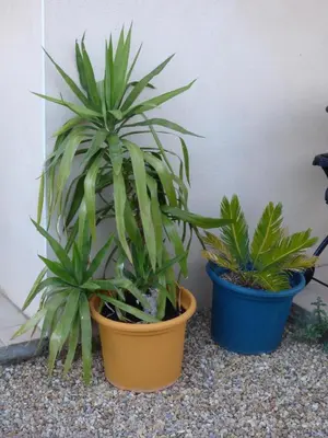 two plants in pots sitting next to a wall at House in a rural village surrounded by vineyards in Leuc