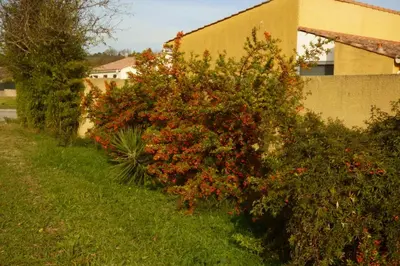 a bush with red flowers next to a building at House in a rural village surrounded by vineyards in Leuc