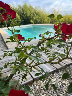 a rose bush in front of a swimming pool at Le chant des cigales in Villemoustaussou