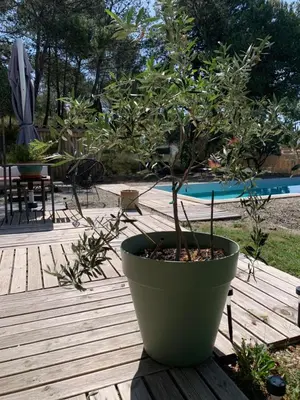 a potted tree in a pot on a wooden deck at Le chant des cigales in Villemoustaussou