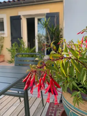 a plant with red flowers sitting next to a bench at Le chant des cigales in Villemoustaussou