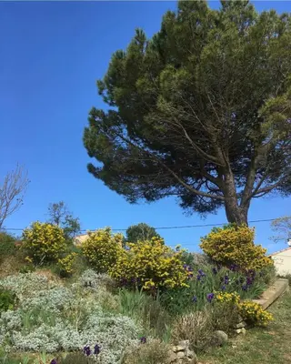 a tree in the middle of a garden with flowers at Les gîtes du Canal du midi - Gîte Bois & Cailloux in Montgaillard-Lauragais