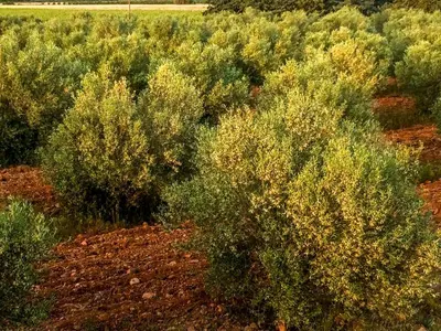 a group of bushes in a field at Domaine Des Lucques B&B with Private Infinity Pool & Grand Olive Grove in Bize-Minervois