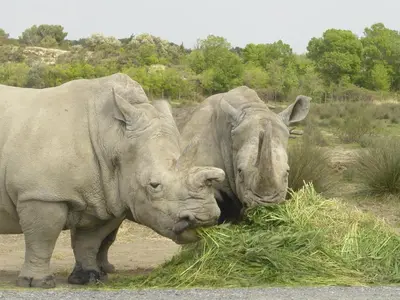 two rhinos eating grass on the side of the road at Chez Odile in Sigean