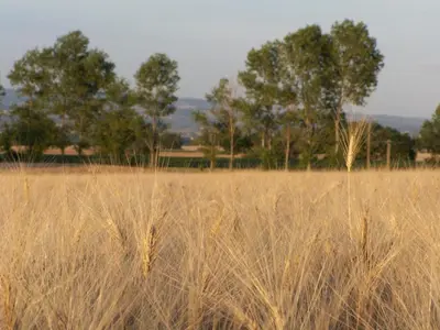 a field of tall grass with trees in the background at Charming farmhouse gite in southwestern France in Montferrand