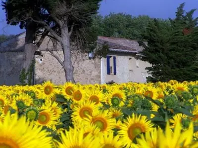 a field of sunflowers in front of a house at Charming farmhouse gite in southwestern France in Montferrand