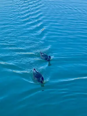 two ducks swimming in the water at Les gites du tilleul in Villefranche-de-Lauragais