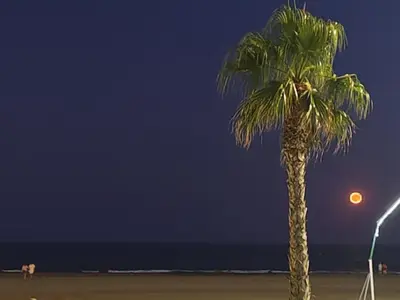 a palm tree on the beach at night at Studio SAM - Face à la Mer in Port-la-Nouvelle