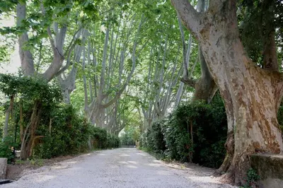 a tree lined driveway with a tree lined road at Villa Les Charmes in Narbonne