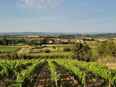 a view of a vineyard in a field at Le Gîte du Parc in Roubia