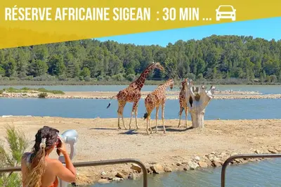 a group of giraffes standing on a beach near water at Spacieux appartement Coeur du Village Wifi Draps in Gruissan