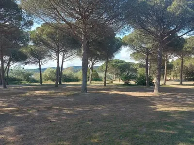 a group of trees sitting in a park at Apartment T2 Gruissan in Gruissan