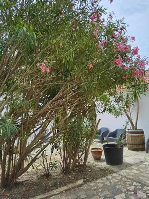 a group of trees with pink flowers in a yard at L'anguille du port clim jardin mer in Port-la-Nouvelle