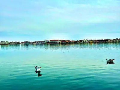 two ducks swimming in a large body of water at Le Dauphin du port in Port-la-Nouvelle